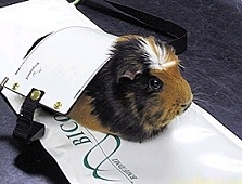 bioresonantiebehandeling cavia
